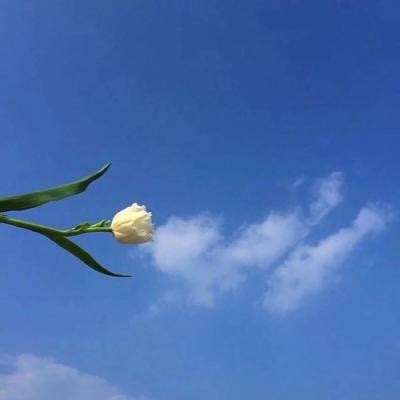 艾拉的田园生活