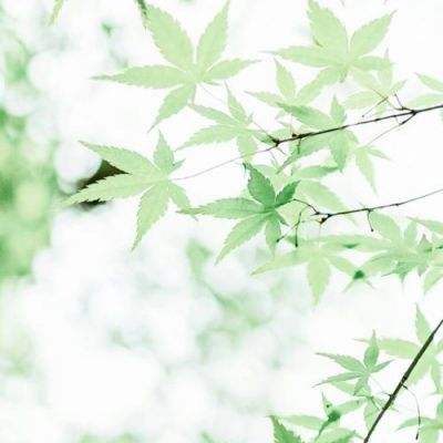 皮影京剧:锁麟囊