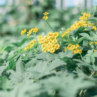 植物大战僵尸合金版