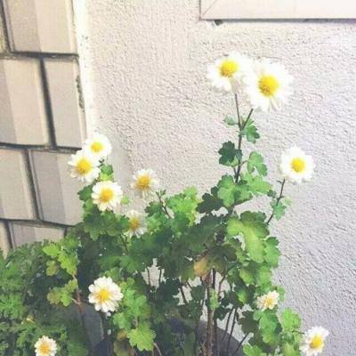 星火筑梦人